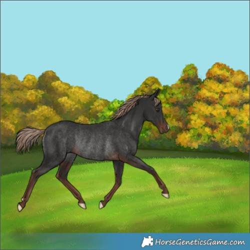 Horse Color:Liver Chestnut Rabicano 