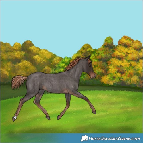 Horse Color:Liver Red Roan Rabicano 