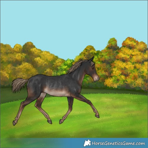 Horse Color:Liver Chestnut Rabicano 