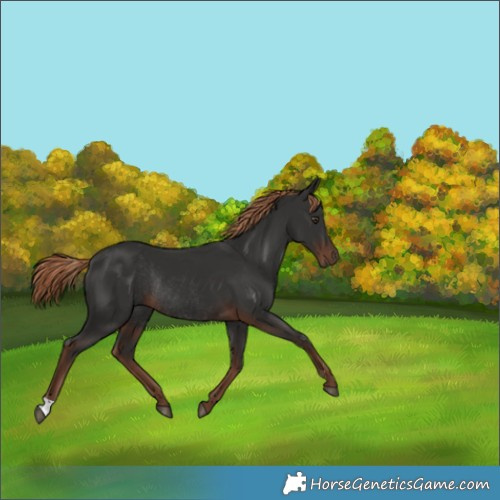 Horse Color:Liver Chestnut Rabicano 