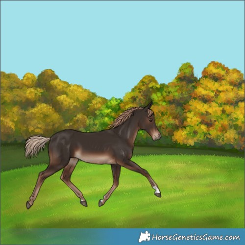 Horse Color:Liver Chestnut 