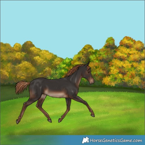 Horse Color:Liver Chestnut 