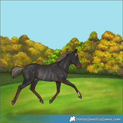 Horse Color:Liver Chestnut Rabicano 