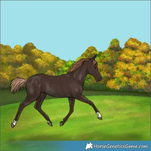 Horse Color:Liver Chestnut Rabicano 