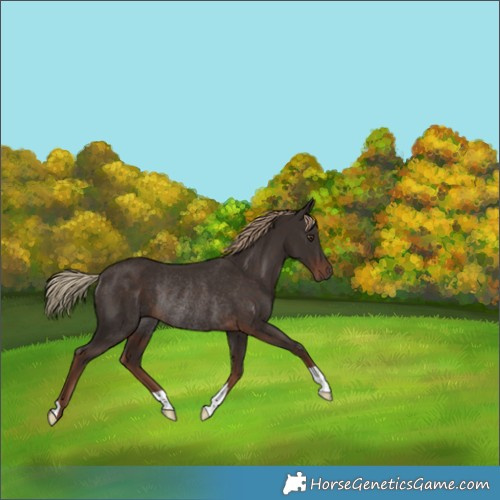 Horse Color:Liver Chestnut Rabicano 