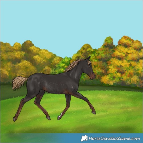 Horse Color:Liver Chestnut Rabicano 