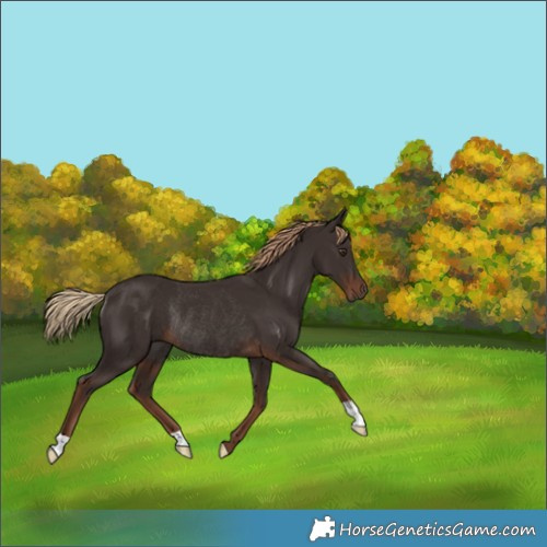 Horse Color:Liver Chestnut Rabicano 