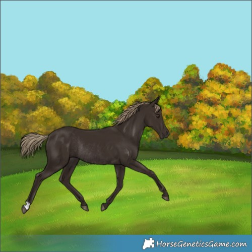 Horse Color:Liver Chestnut Rabicano 