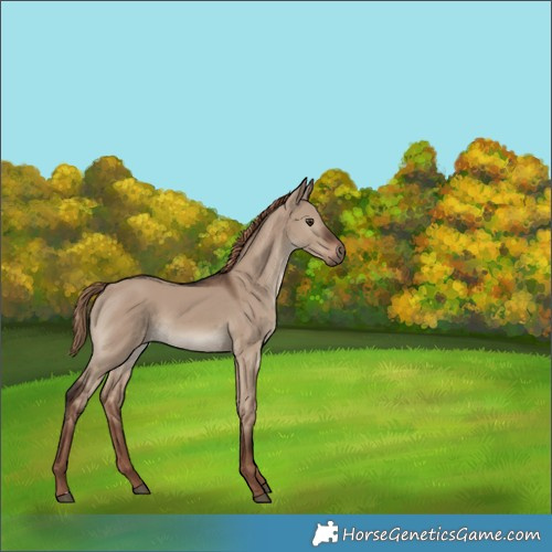 Horse Color:Liver Red Dun 