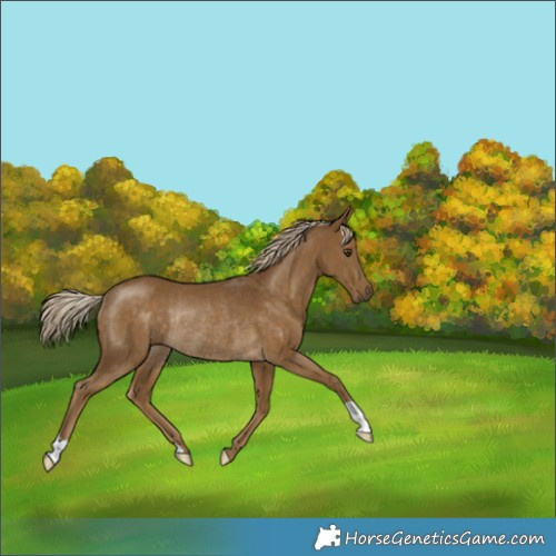 Horse Color:Chocolate Palomino Mushroom Rabicano 