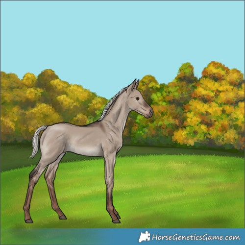 Horse Color:Liver Red Dun Mushroom 