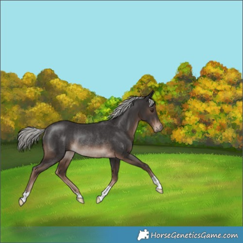 Horse Color:Liver Chestnut Mushroom Rabicano 
