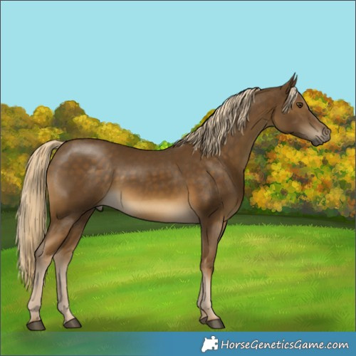 Horse Color:Chocolate Palomino Mushroom 