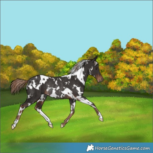 Horse Color:White Spotted Liver Chestnut Rabicano 