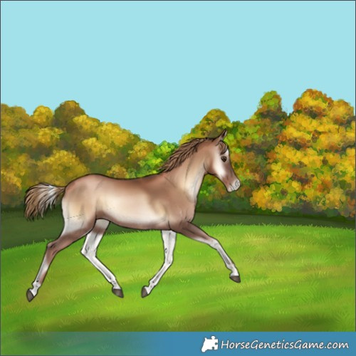Horse Color:Liver Red Onyx Pearl Rabicano 