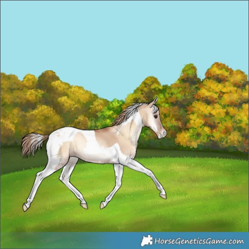 Horse Color:Red Dun Pearl Onyx Tobiano 