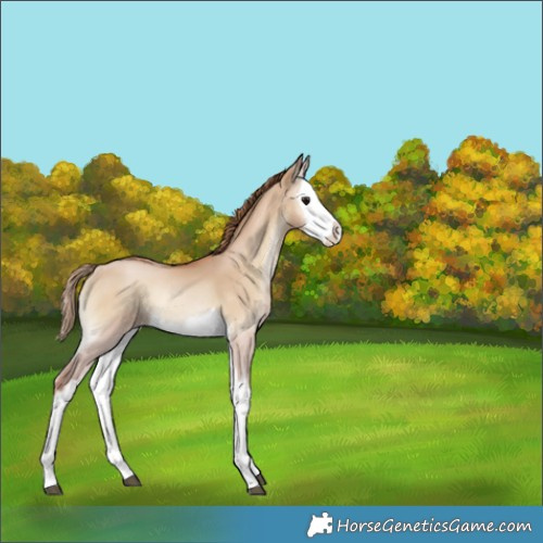 Horse Color:Grullo Pearl Onyx Splash 