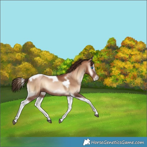 Horse Color:Liver Red Onyx Pearl Tobiano Frame 