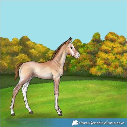 Horse Color:Bay Pearl Onyx 