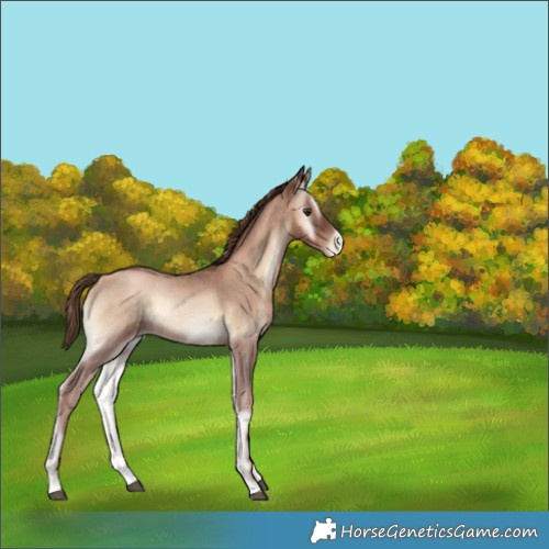 Horse Color:Liver Red Onyx Roan Pearl 