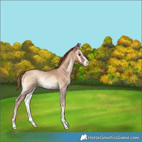 Horse Color:Red Onyx Roan Pearl Frame 