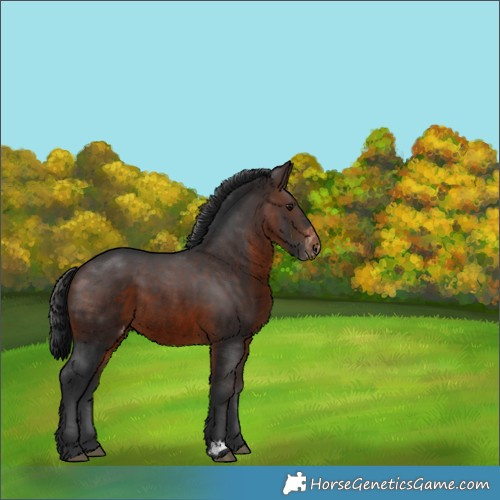 Horse Color:Brown Appaloosa 