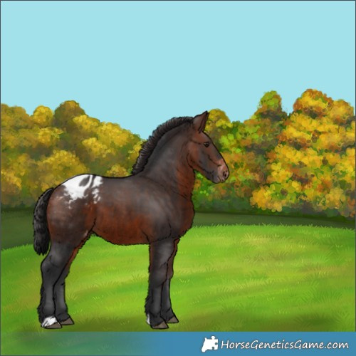 Horse Color:Brown Appaloosa 