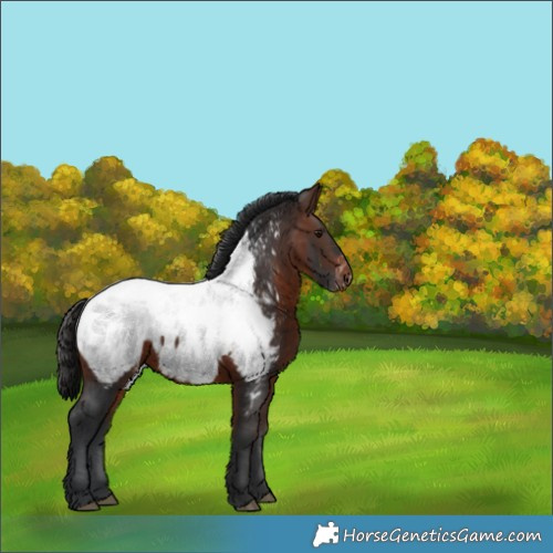 Horse Color:Brown Appaloosa 