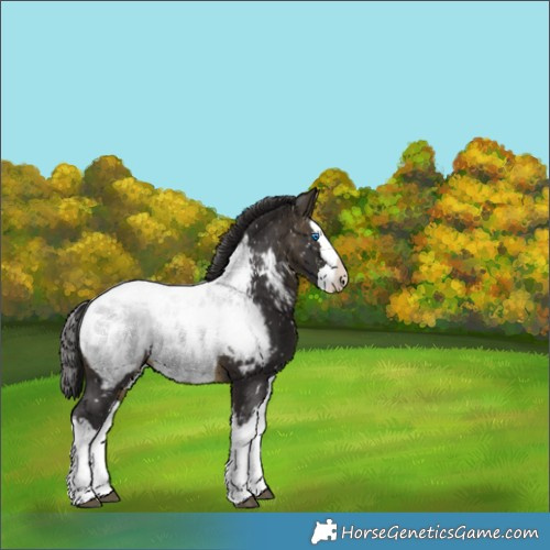 Horse Color:Buckskin Splash Appaloosa 