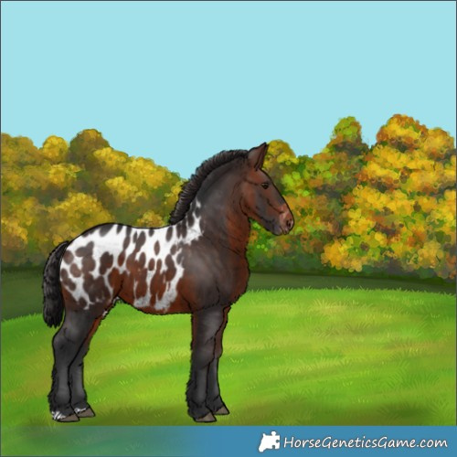 Horse Color:Brown Appaloosa 