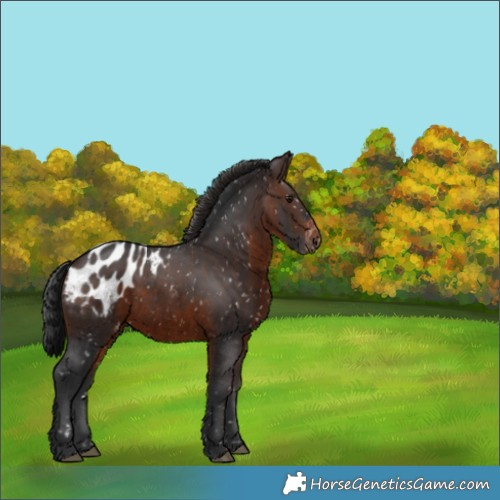 Horse Color:Brown Appaloosa 