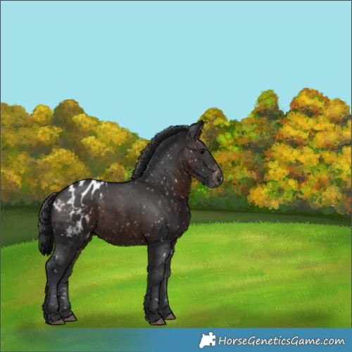 Horse Color:Brown Appaloosa 