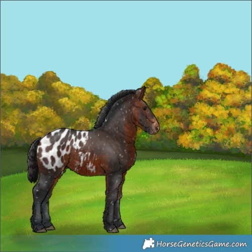 Horse Color:Brown Appaloosa 