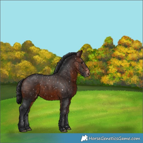Horse Color:Brown Appaloosa 