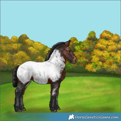 Horse Color:Brown Appaloosa 