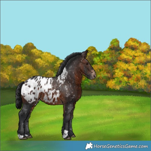 Horse Color:Brown Appaloosa 