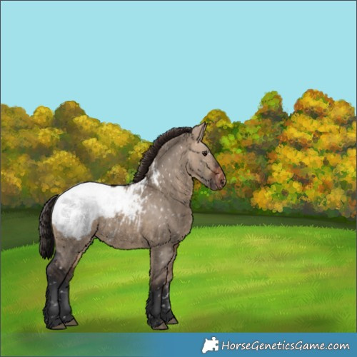 Horse Color:Brown Dun Appaloosa 