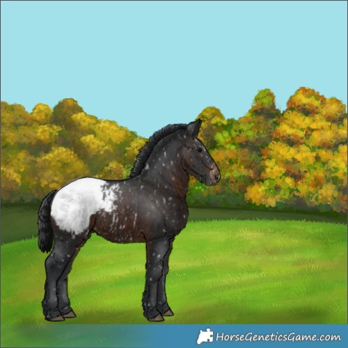 Horse Color:Brown Appaloosa 