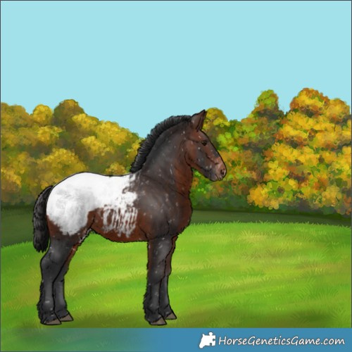 Horse Color:Brown Appaloosa 
