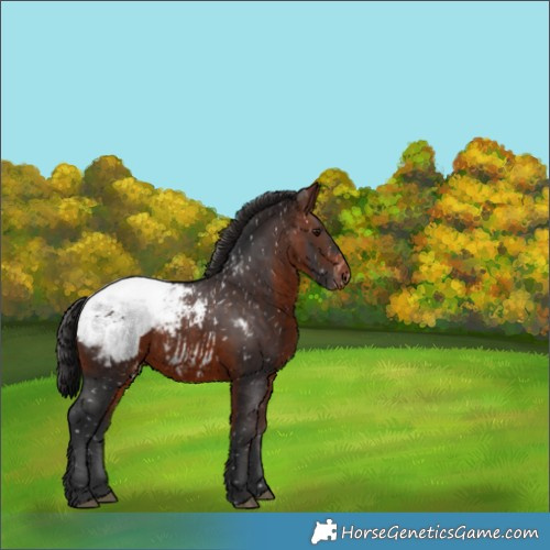 Horse Color:Brown Appaloosa 