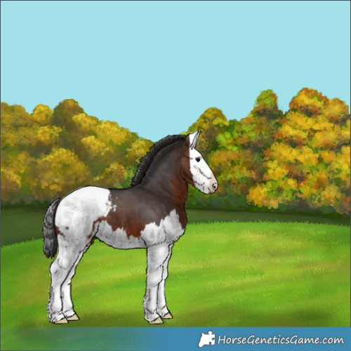 Horse Color:Brown Splash Appaloosa 