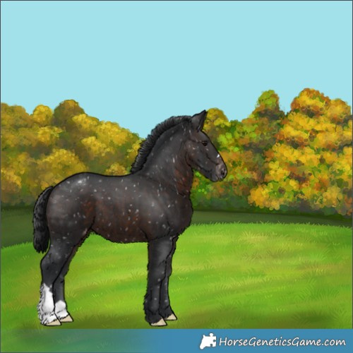 Horse Color:Brown Appaloosa 