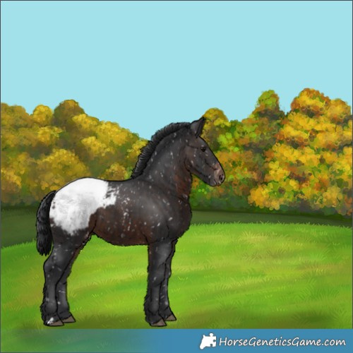 Horse Color:Brown Appaloosa 