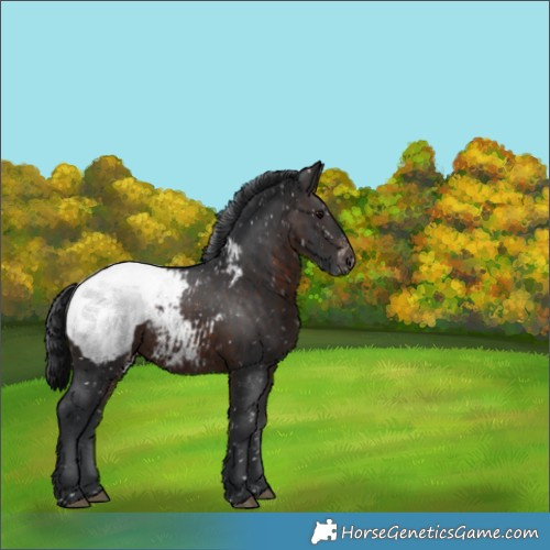 Horse Color:Brown Appaloosa 