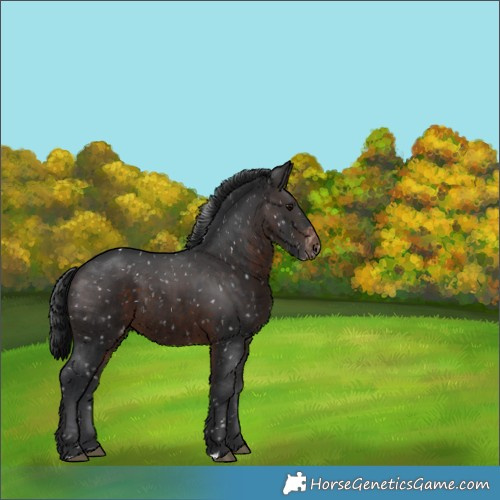 Horse Color:Brown Appaloosa 