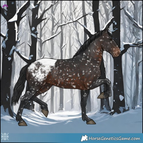 Horse Color:Brown Appaloosa 