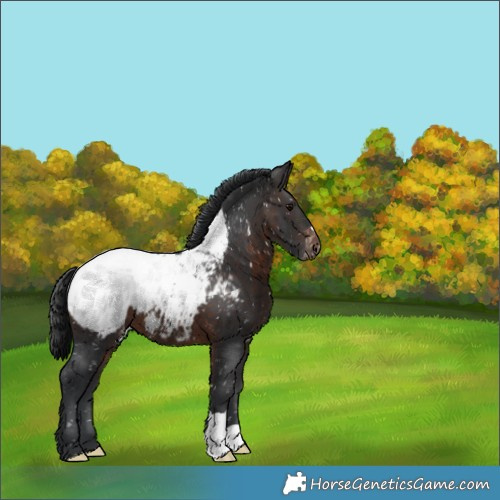 Horse Color:Brown Appaloosa 