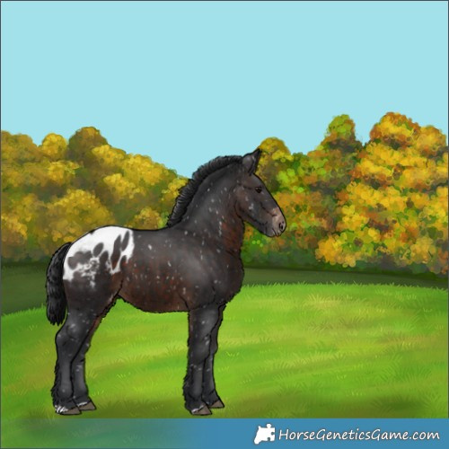 Horse Color:Brown Appaloosa 