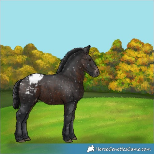 Horse Color:Brown Appaloosa 