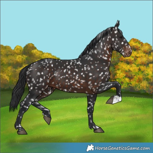 Horse Color:Brown Appaloosa 
